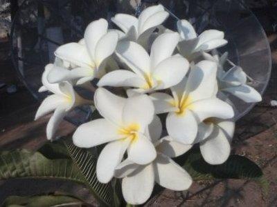 flora.jpg